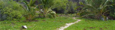 field of pohuehue along the Ala Kahakai trail